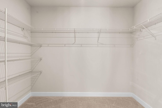 walk in closet featuring carpet flooring