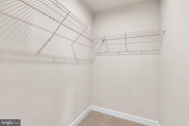 spacious closet with carpet flooring