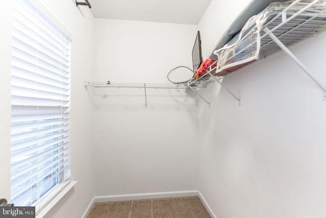 walk in closet with carpet floors