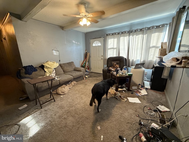 carpeted living room with ceiling fan and beamed ceiling