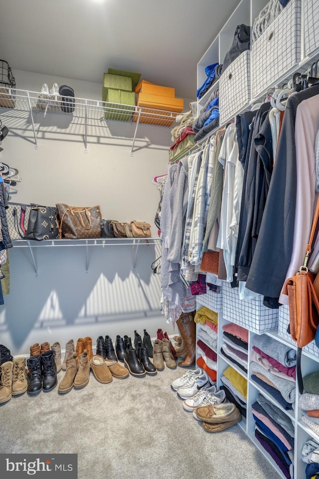 spacious closet featuring carpet floors