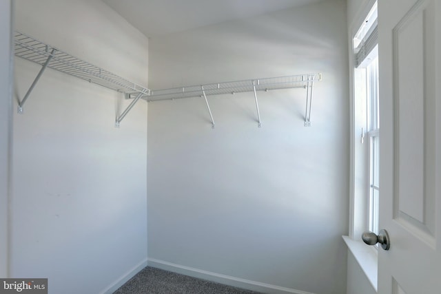 spacious closet featuring carpet floors