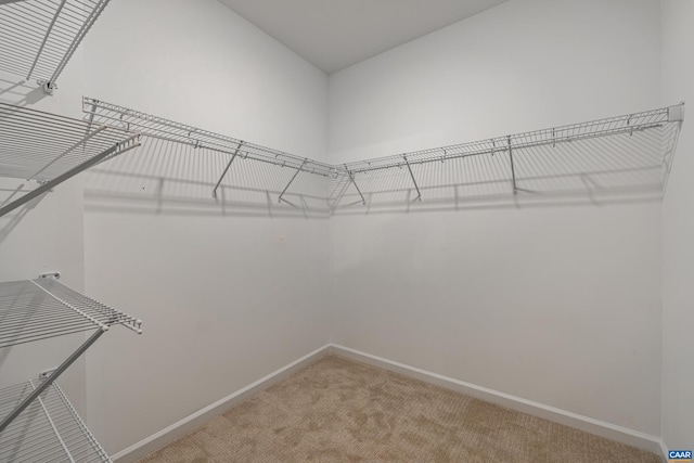 spacious closet featuring carpet flooring