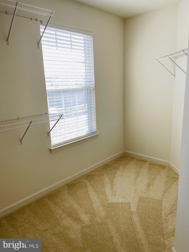 spacious closet with carpet flooring