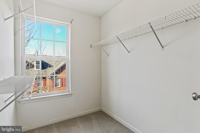 spacious closet featuring carpet floors