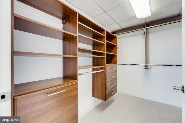 walk in closet with light colored carpet and a paneled ceiling