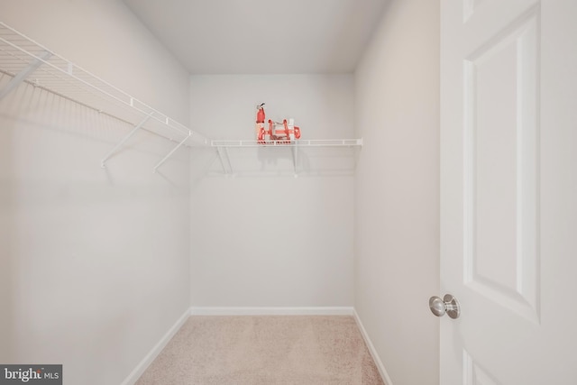 spacious closet featuring carpet floors