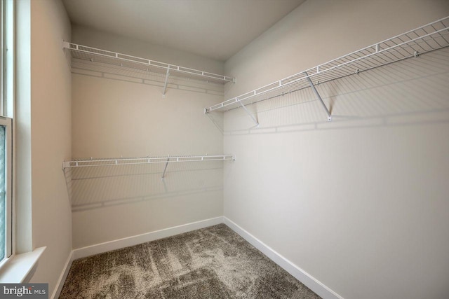 walk in closet featuring carpet floors