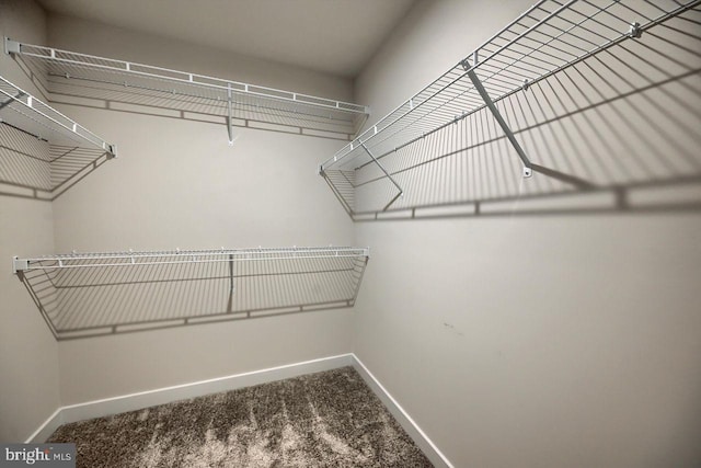 walk in closet featuring carpet floors