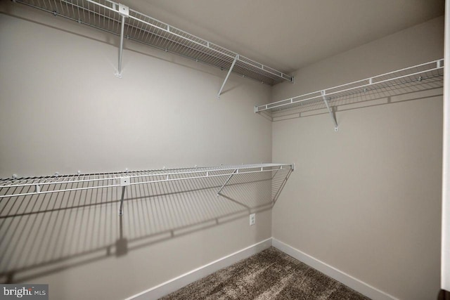 walk in closet featuring carpet floors