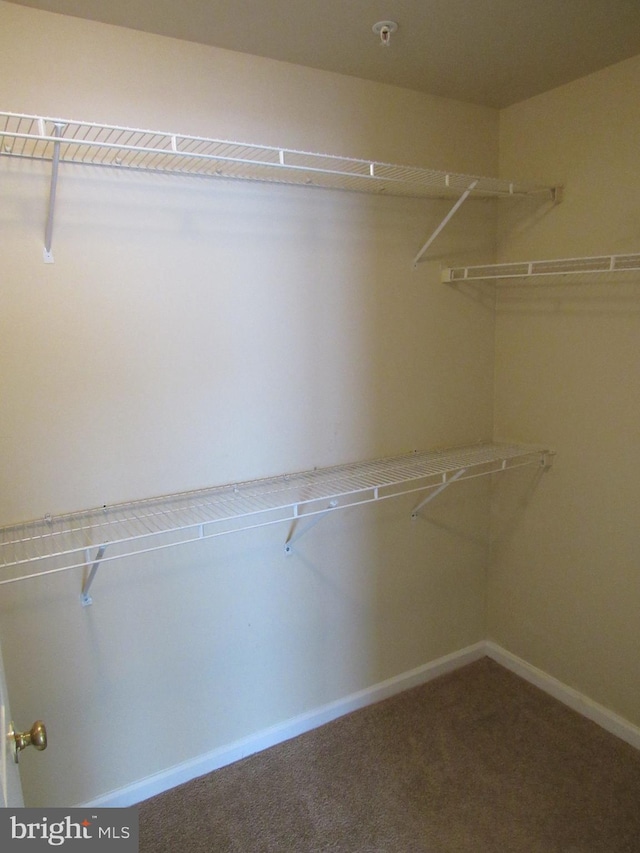 spacious closet with carpet flooring