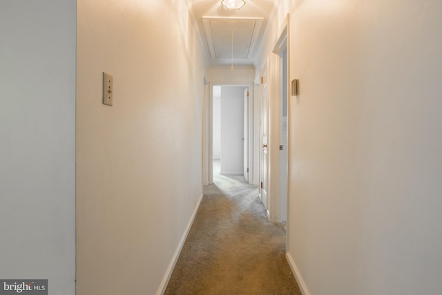 corridor featuring carpet flooring