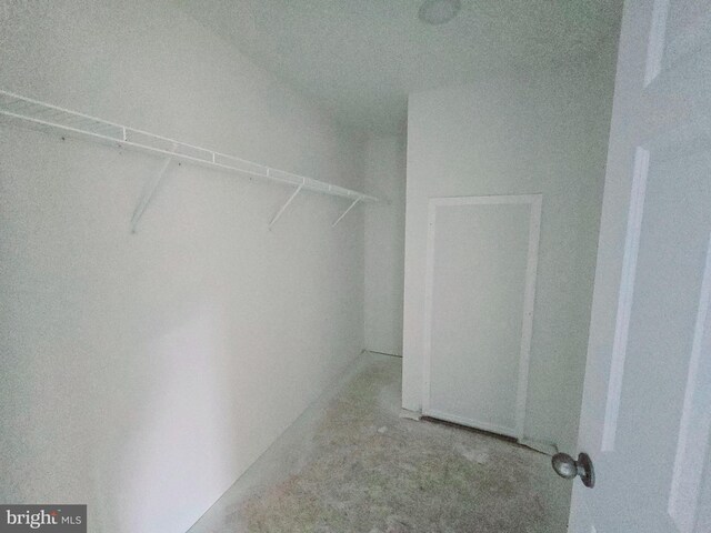 spacious closet featuring carpet
