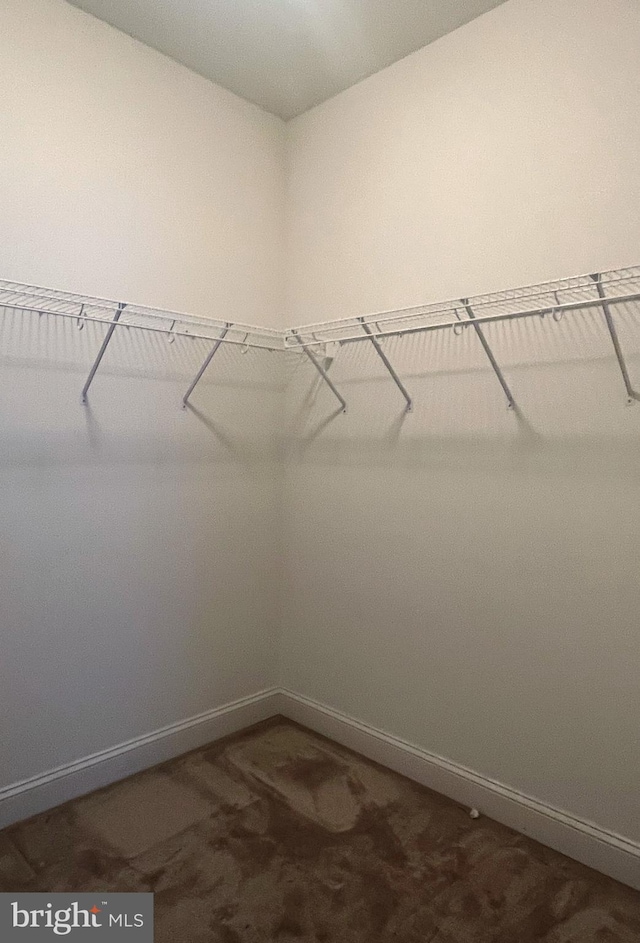 spacious closet featuring carpet