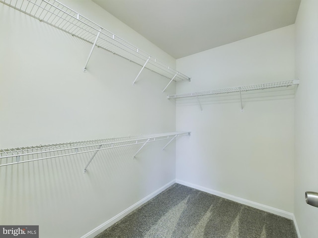 walk in closet with dark colored carpet