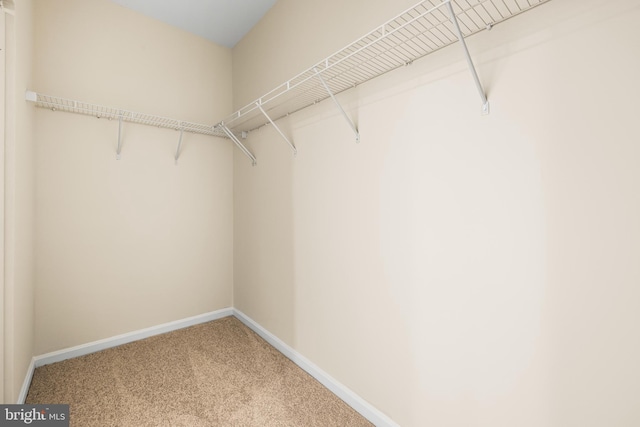 spacious closet featuring carpet flooring