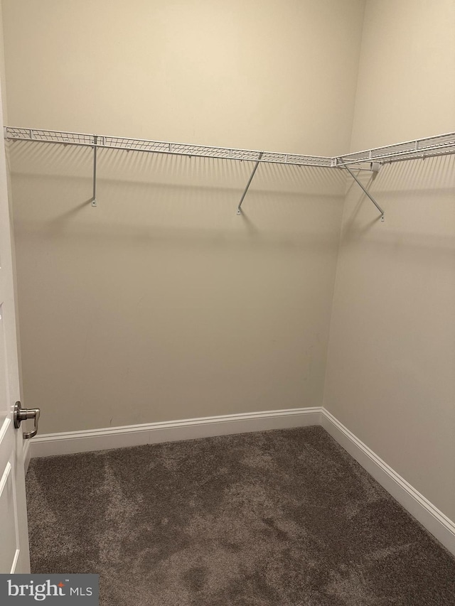 spacious closet with carpet floors