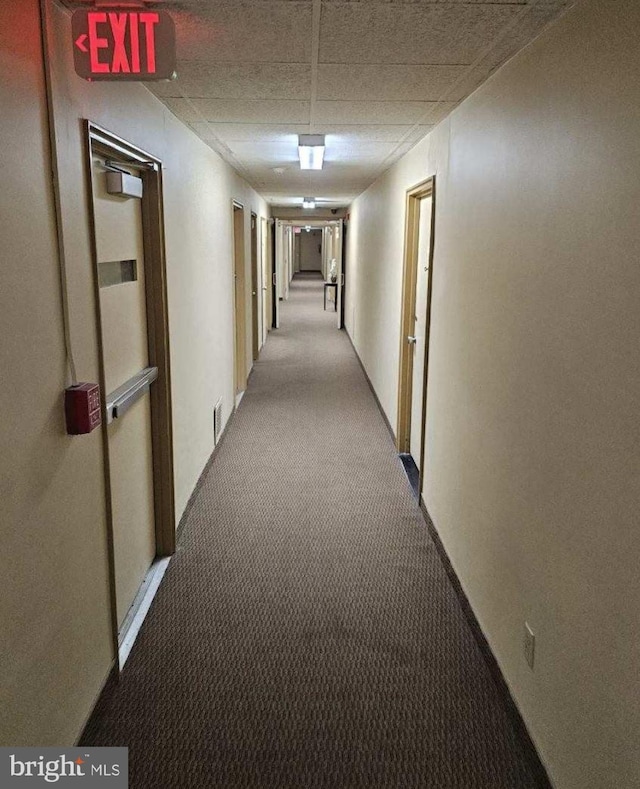 hallway featuring light carpet and a drop ceiling