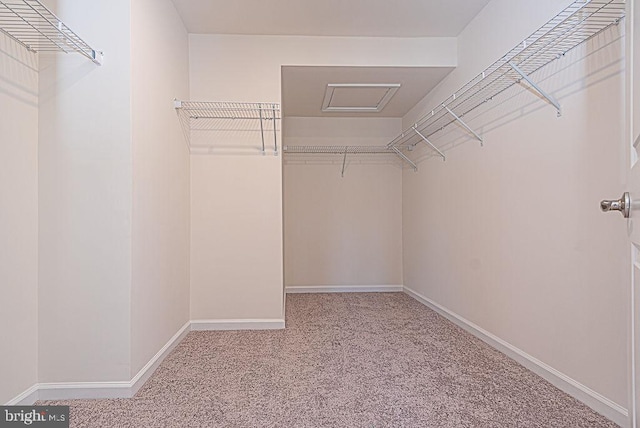 walk in closet with carpet flooring