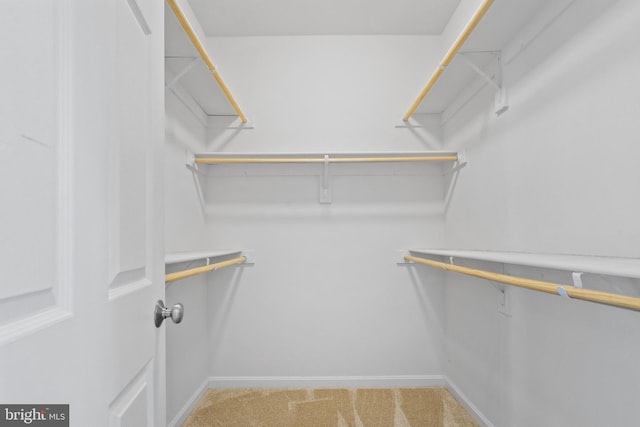 spacious closet featuring carpet