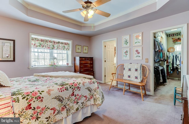 carpeted bedroom with a spacious closet, ceiling fan, a raised ceiling, a closet, and crown molding