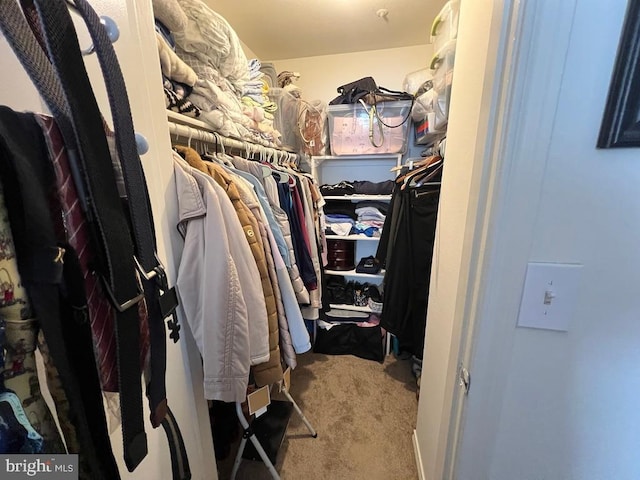 spacious closet featuring carpet flooring