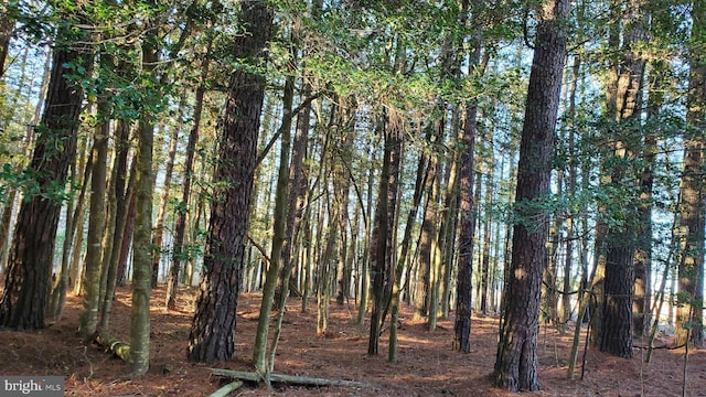 view of local wilderness