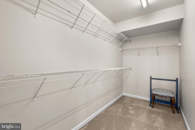 spacious closet featuring carpet flooring