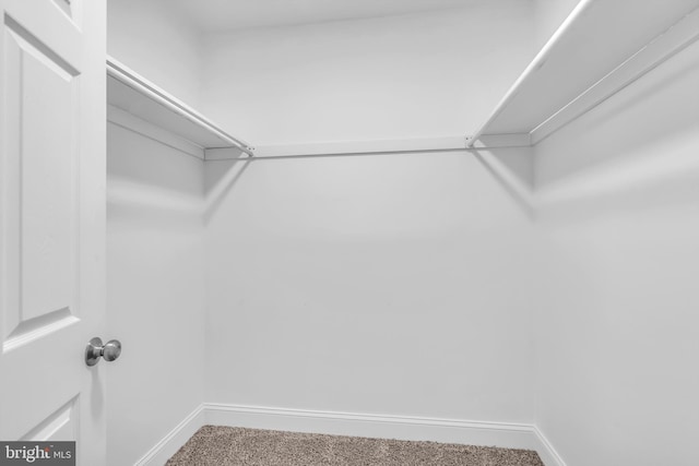 spacious closet featuring carpet flooring