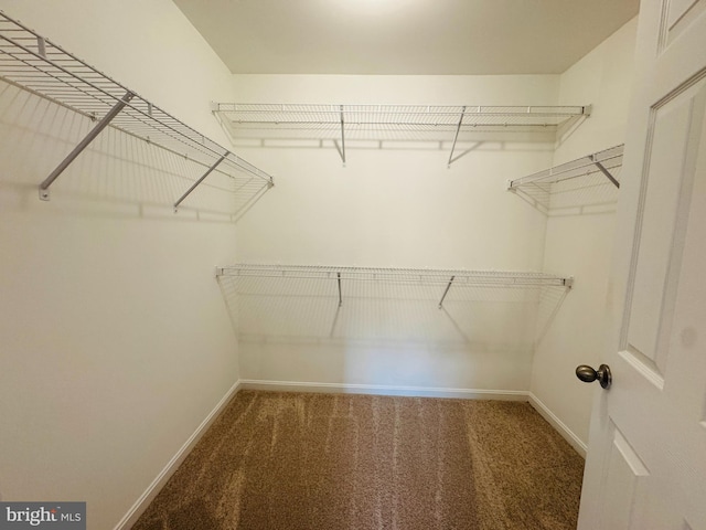 spacious closet featuring carpet