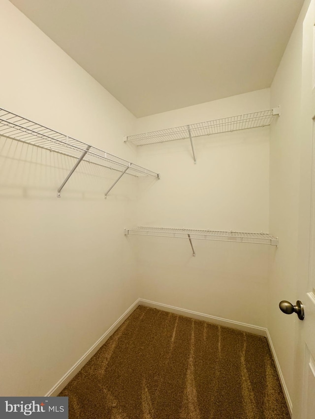 spacious closet featuring carpet floors