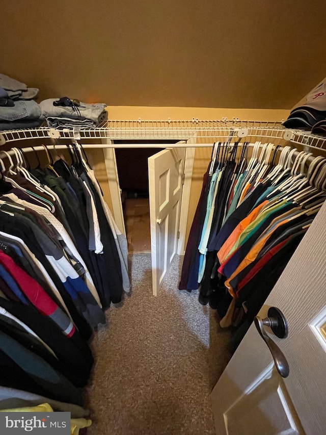 walk in closet with carpet flooring