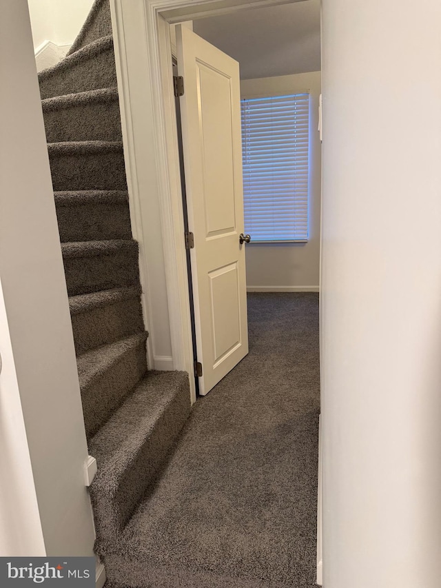 stairs featuring carpet floors