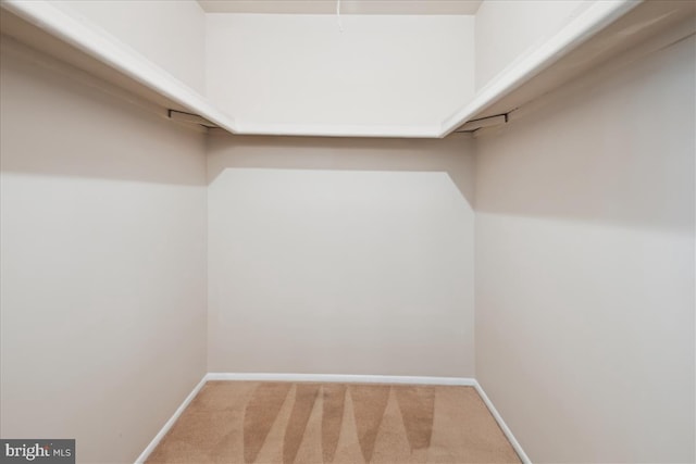 walk in closet with carpet floors