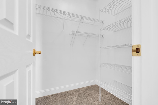 spacious closet featuring carpet flooring