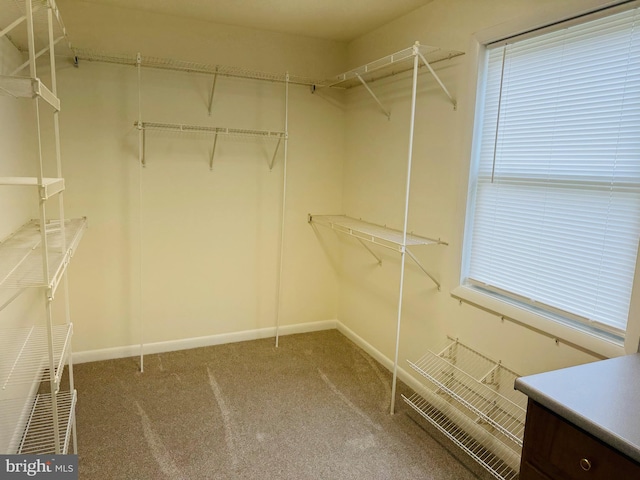 walk in closet with carpet floors