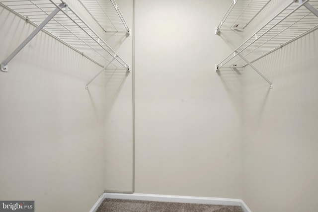 walk in closet with carpet flooring