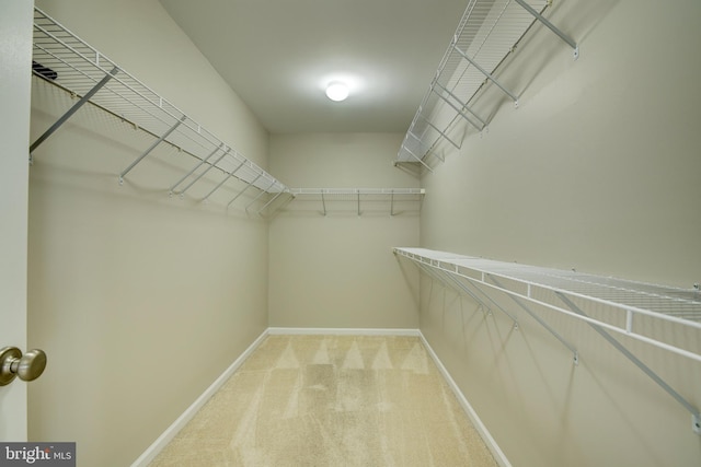 walk in closet featuring light colored carpet