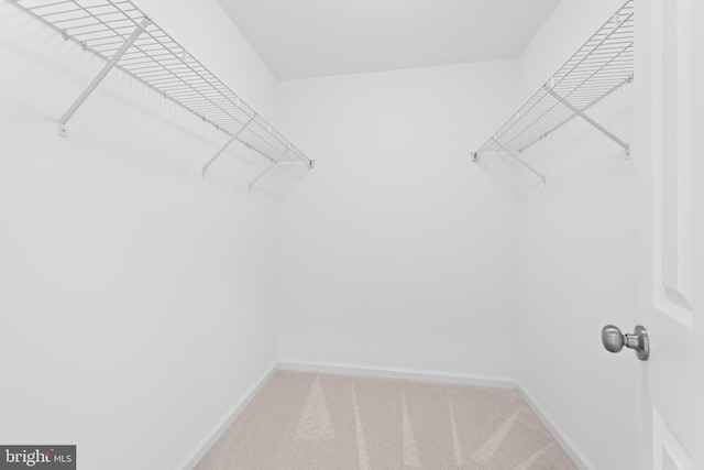 spacious closet featuring carpet flooring