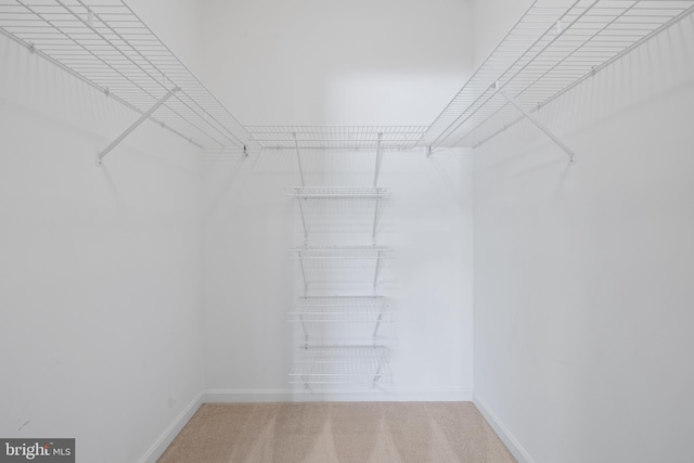 spacious closet featuring carpet flooring