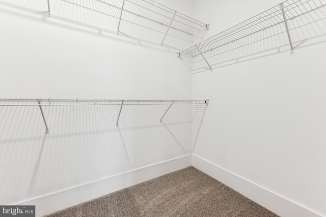 walk in closet featuring carpet