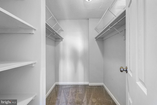 spacious closet featuring carpet flooring