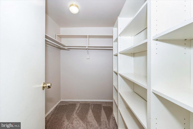 spacious closet featuring carpet flooring