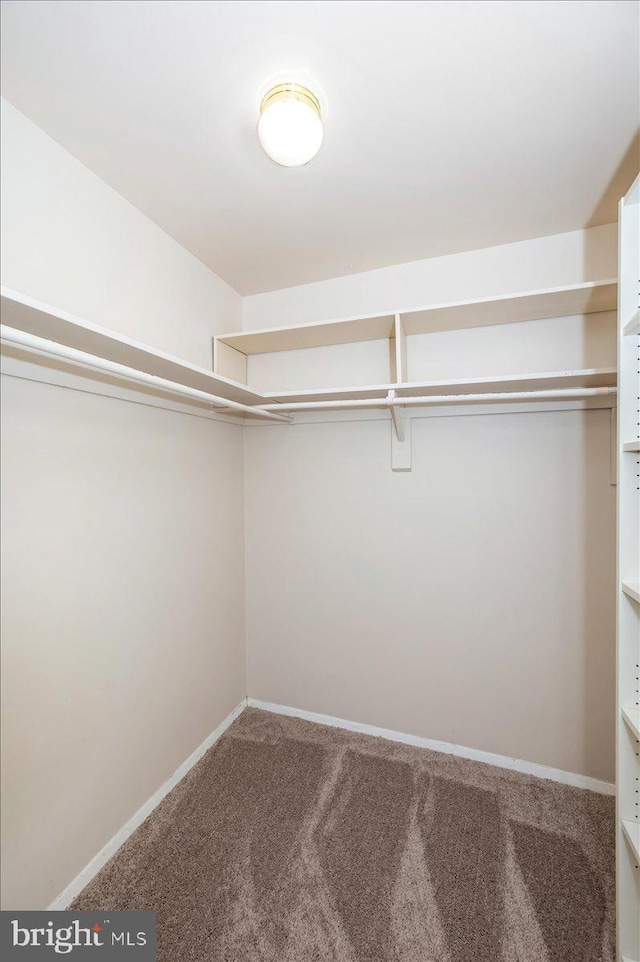 walk in closet with carpet flooring