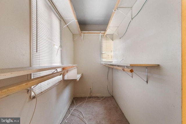 spacious closet featuring carpet