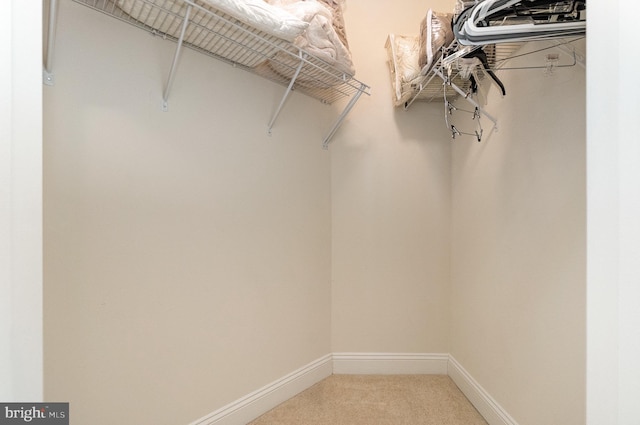 spacious closet featuring carpet floors