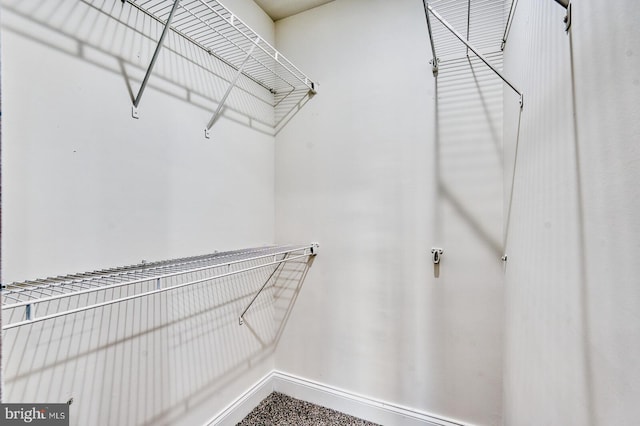 spacious closet featuring carpet floors