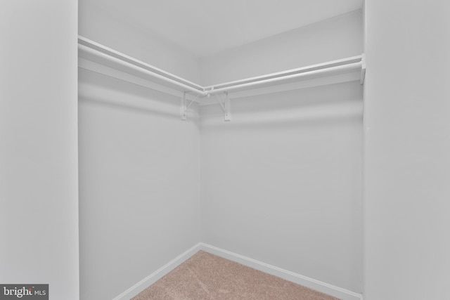 spacious closet with carpet