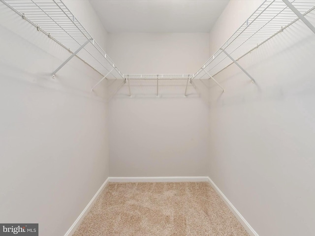 walk in closet with carpet flooring