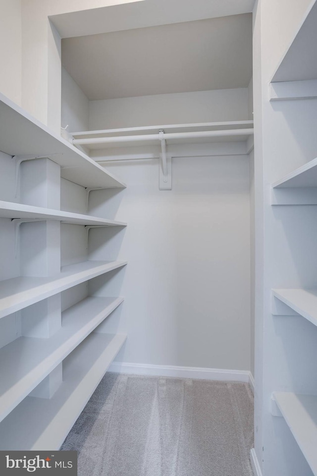 spacious closet featuring carpet